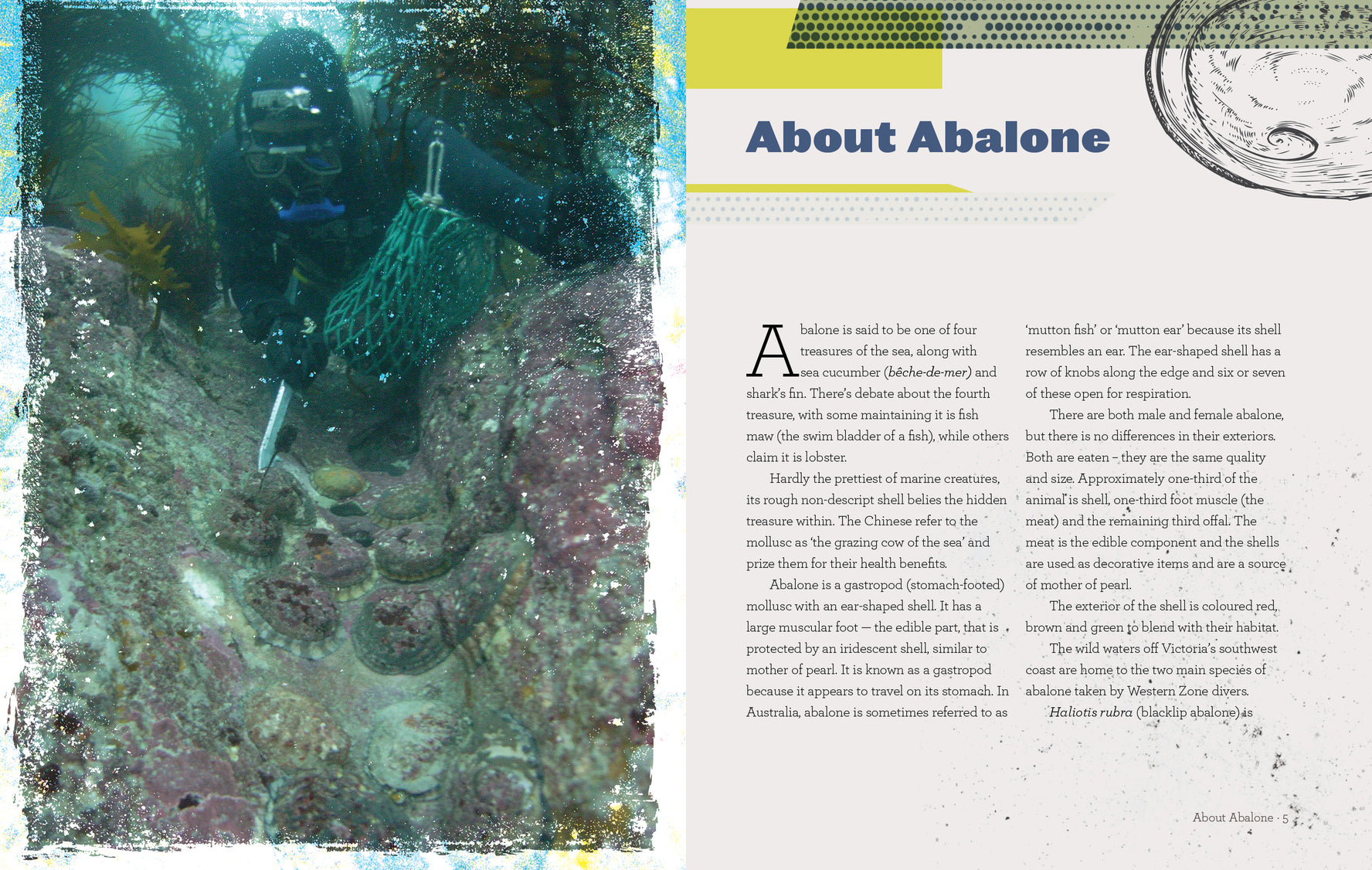 Abalone Pioneers